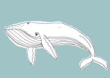 ZOO »Whale«